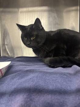 Allie -  Domestic Short Hair Cat for Adoption in West Chester, Pennsylvania - Allie | PetCurious