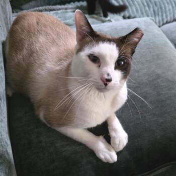 Cotton -  Snowshoe Cat for Adoption in Fort Worth, Texas - Cotton | PetCurious