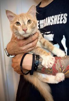 Orangino -  Domestic Medium Hair Cat for Adoption - Orangino | PetCurious