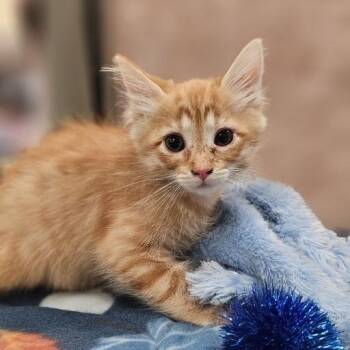 Sunfyre -  Domestic Short Hair Cat for Adoption in Lynchburg, Virginia - Sunfyre | PetCurious