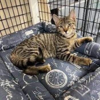 Rescue Domestic Short Hair Cats for Adoption in Berryville, Virginia - Sorrel | PetCurious