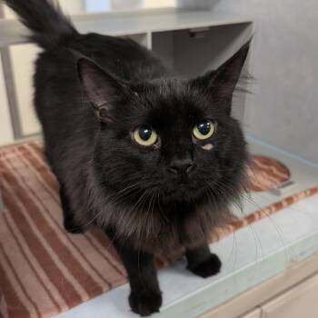 Marshall -  Domestic Long Hair Cat for Adoption in Buchanan Dam, Texas - Marshall | PetCurious