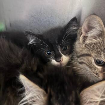 Gangle -  Domestic Short Hair Cat for Adoption in South Haven, Michigan - Gangle | PetCurious
