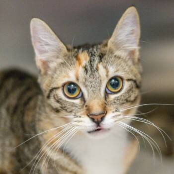 Tikka -  Domestic Short Hair Cat for Adoption in Hilton Head Island, South Carolina - Tikka | PetCurious
