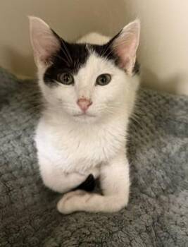 2026-74 Nike -  Domestic Short Hair Cat for Adoption in Windsor, Connecticut - 2026-74 Nike | PetCurious