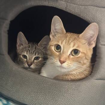 Daisy -  Domestic Short Hair Cat Available for Adoption in Columbus, Ohio - Daisy | PetCurious