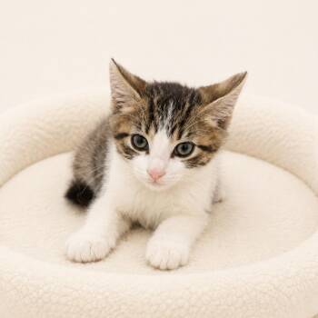 Murphy -  Domestic Short Hair Cat for Adoption in Redwood Falls, Minnesota - Murphy | PetCurious