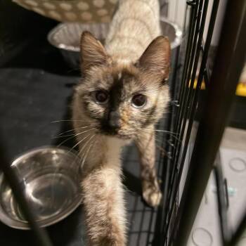 Meeka Hughes -  Siamese Cat for Adoption in Eagle Mountain, Utah - Meeka Hughes | PetCurious