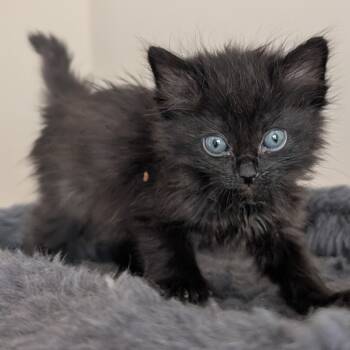 Rescue Domestic Long Hair Cats for Adoption in Lexington, Kentucky - Pearl #2 | PetCurious