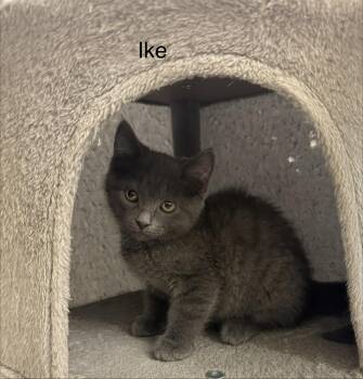 Ike -  Domestic Short Hair Cat for Adoption in Ulster, Pennsylvania - Ike | PetCurious