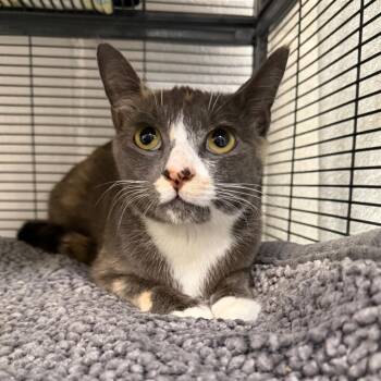Domestic Short Hair Cats Available for Adoption in Hampton Bays, New York - Sally | PetCurious