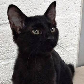 Charlie -  Domestic Short Hair Cat for Adoption in Mesquite, Nevada - Charlie | PetCurious