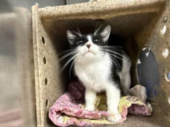 Lilith -  Domestic Short Hair Cat for Adoption in Daytona Beach, Florida - Lilith | PetCurious