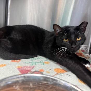 Panini -  Domestic Short Hair Cat for Adoption in Lakeland, Florida - Panini | PetCurious
