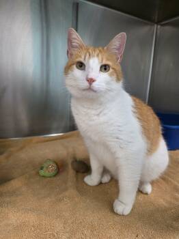 Domestic Short Hair Cats Available for Adoption - Mortimer "Morty" | PetCurious