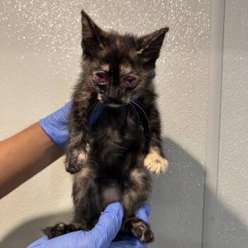 Chanterelle* -  Domestic Short Hair Cat for Adoption in San Gabriel, California - Chanterelle* | PetCurious