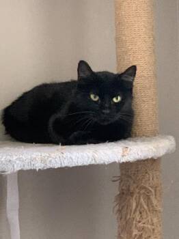 Rescue Domestic Short Hair Cats for Adoption in Buford, Georgia - Prissy | PetCurious