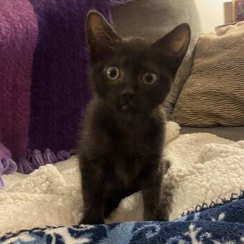 Ovis -  Domestic Short Hair Cat for Adoption in Roswell, Georgia - Ovis | PetCurious