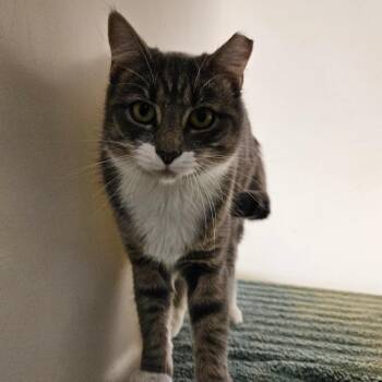 Lizzy -  Domestic Short Hair Cat Available for Adoption in Harrisonburg, Virginia - Lizzy | PetCurious