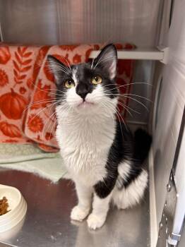 Beans -  Domestic Short Hair Cat for Adoption in Minot, North Dakota - Beans | PetCurious
