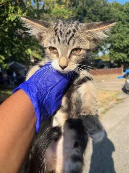 CONNOR -  Domestic Short Hair Cat for Adoption in Dallas, Texas - CONNOR | PetCurious