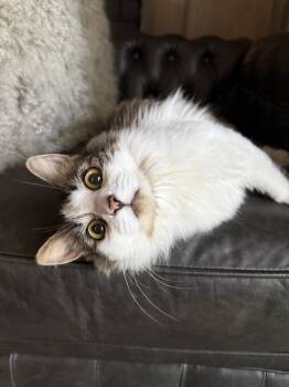Rescue Domestic Long Hair Cats for Adoption in Oakdale, California - Julia | PetCurious