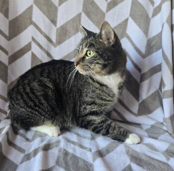 Domestic Short Hair Cats Available for Adoption - Kissimi | PetCurious