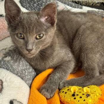 Violin -  Domestic Short Hair Cat for Adoption in Hawthorne, California - Violin | PetCurious