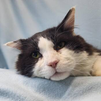 Domestic Medium Hair Cats Available for Adoption - Whiskers | PetCurious