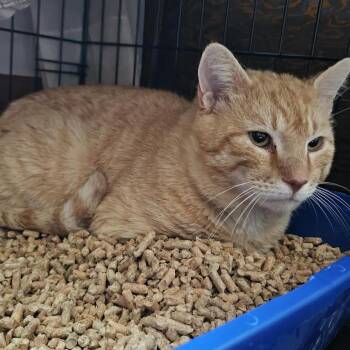 Domestic Short Hair Cats Available for Adoption in Madison, Wisconsin - Juice | PetCurious