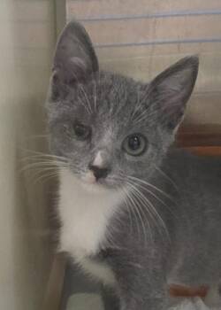 Tater 64096 -  Domestic Short Hair Cat for Adoption in Aiken, South Carolina - Tater 64096 | PetCurious