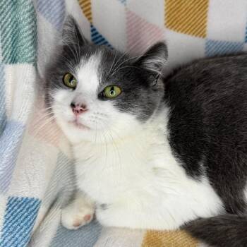 Russian Blue and Chartreux Cats Available for Adoption - Vesti | PetCurious