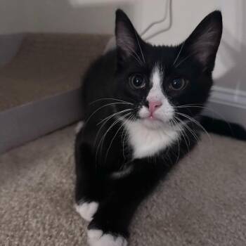 Domestic Short Hair Cats Available for Adoption - Bacon Rack | PetCurious