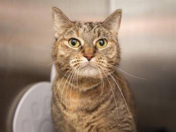 DUMPLING -  Domestic Medium Hair Cat for Adoption in Phoenix, Arizona - DUMPLING | PetCurious