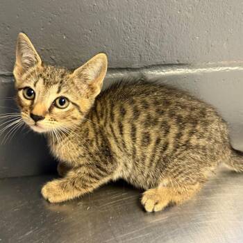 TUSC-Stray-85398 -  Domestic Short Hair Cat for Adoption in Tuscaloosa, Alabama - TUSC-Stray-85398 | PetCurious