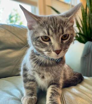 Rescue Domestic Short Hair Cats for Adoption in Calgary, Alberta - Basalt | PetCurious
