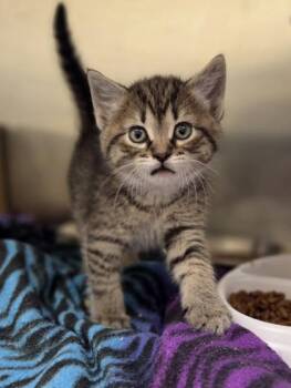 Glad -  Domestic Short Hair Cat for Adoption in Westland, Michigan - Glad | PetCurious
