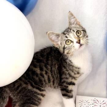 Clover -  Abyssinian Cat for Adoption in Mount Vernon, Illinois - Clover | PetCurious