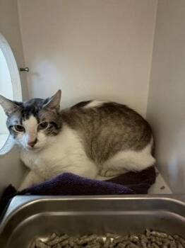 Scott -  Domestic Short Hair Cat for Adoption in Fairfax, Virginia - Scott | PetCurious