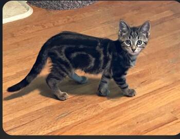 Reina -  Domestic Short Hair and Tabby Cat for Adoption in Columbus, Minnesota - Reina | PetCurious