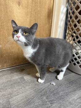 Rescue Domestic Short Hair Cats for Adoption in West Mifflin, Pennsylvania - Sterling | PetCurious
