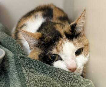 Domestic Short Hair Cats Available for Adoption in Salisbury, Maryland - Wahoo | PetCurious