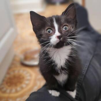 Domestic Short Hair Cats Available for Adoption in Cheyenne, Wyoming - Belinda | PetCurious