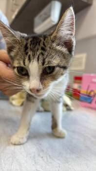 Velour -  Domestic Short Hair Cat for Adoption in Van Wert, Ohio - Velour | PetCurious