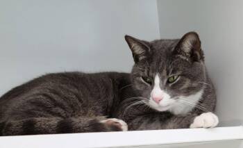 Domestic Short Hair Cats Available for Adoption - Dr. Watson | PetCurious