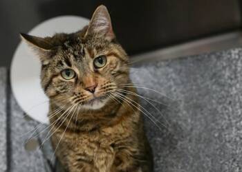 BABYGIRL -  Domestic Short Hair Cat for Adoption in Colorado Springs, Colorado - BABYGIRL | PetCurious