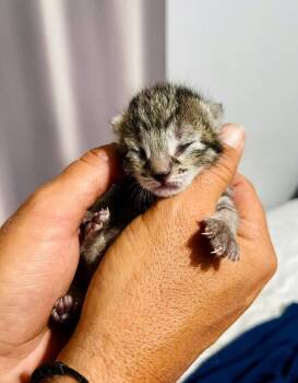 Rescue Domestic Short Hair Cats for Adoption - Marina | PetCurious