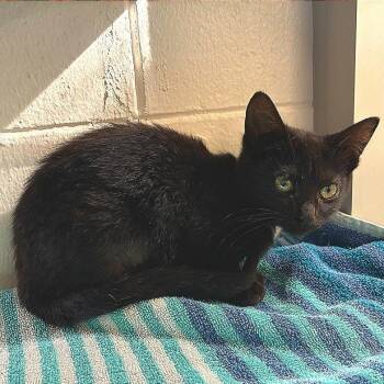 Harvest -  Domestic Short Hair Cat for Adoption in Brentwood, Missouri - Harvest | PetCurious