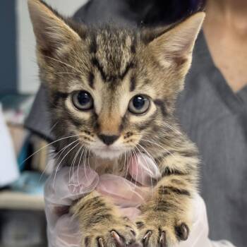 River -  Domestic Short Hair Cat for Adoption in Newark, New Jersey - River | PetCurious