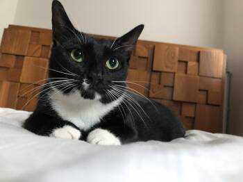 Rescue Domestic Short Hair Cats for Adoption in Philadelphia, Pennsylvania - Sascha Walton | PetCurious